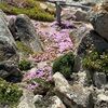 ysk1870